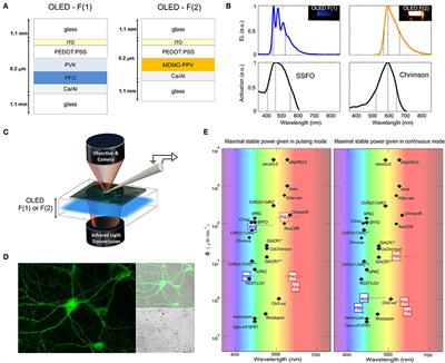 Sub-millisecond Control of Neuronal Firing by Organic Light-Emitting Diodes